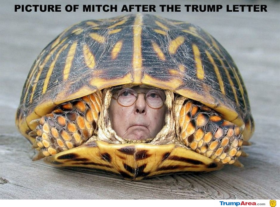 Picture Of Mitch