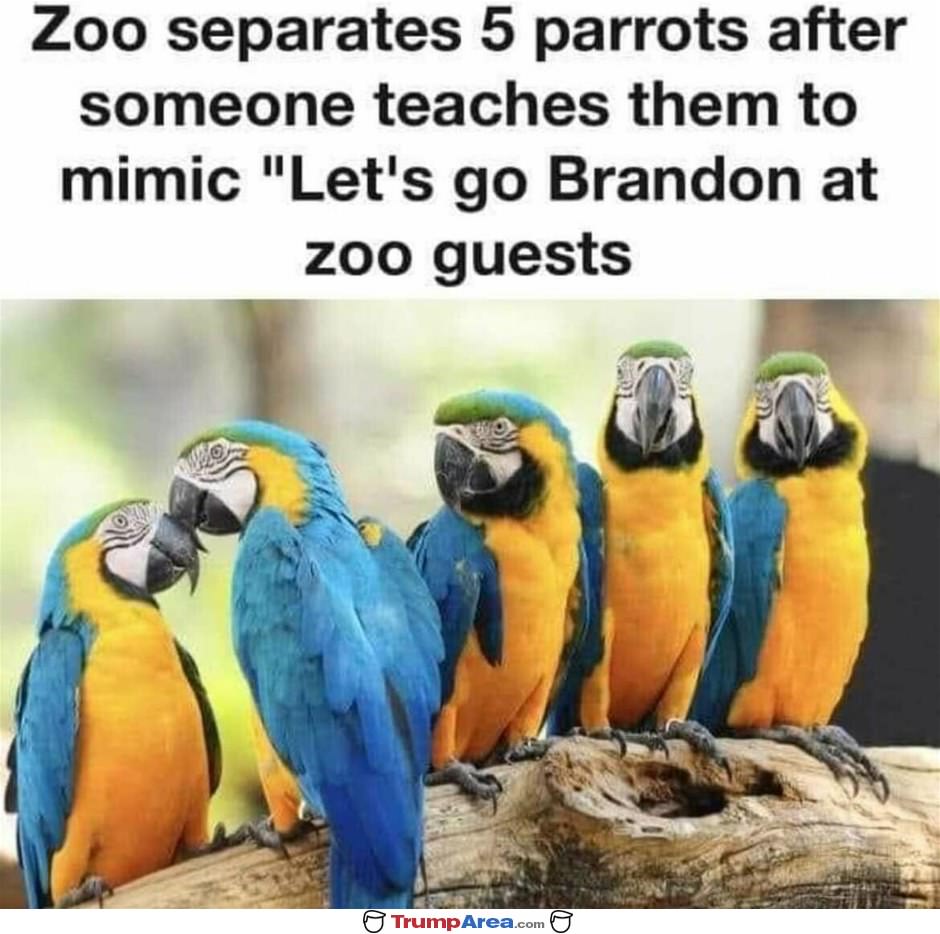 Parrots