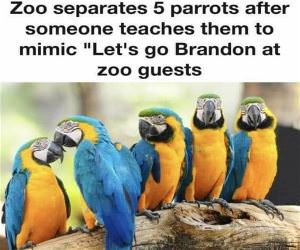 Parrots