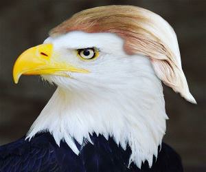 The Eagle