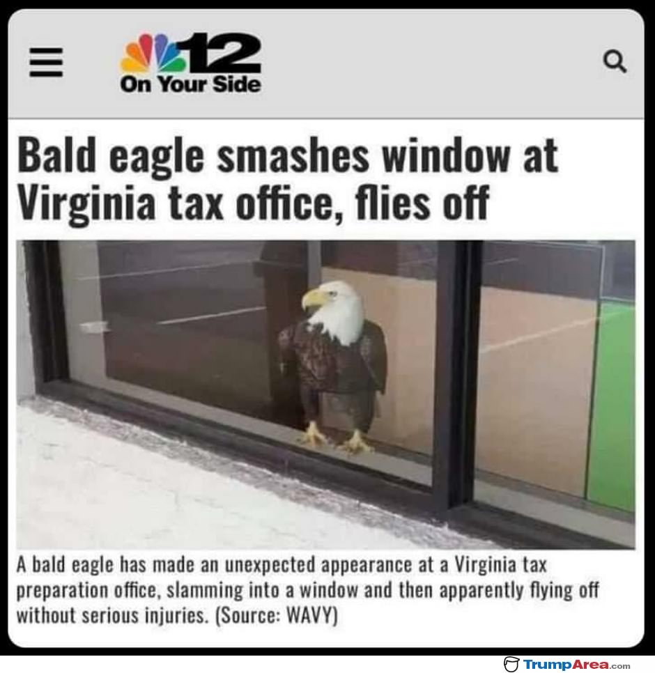 Bald Eagle