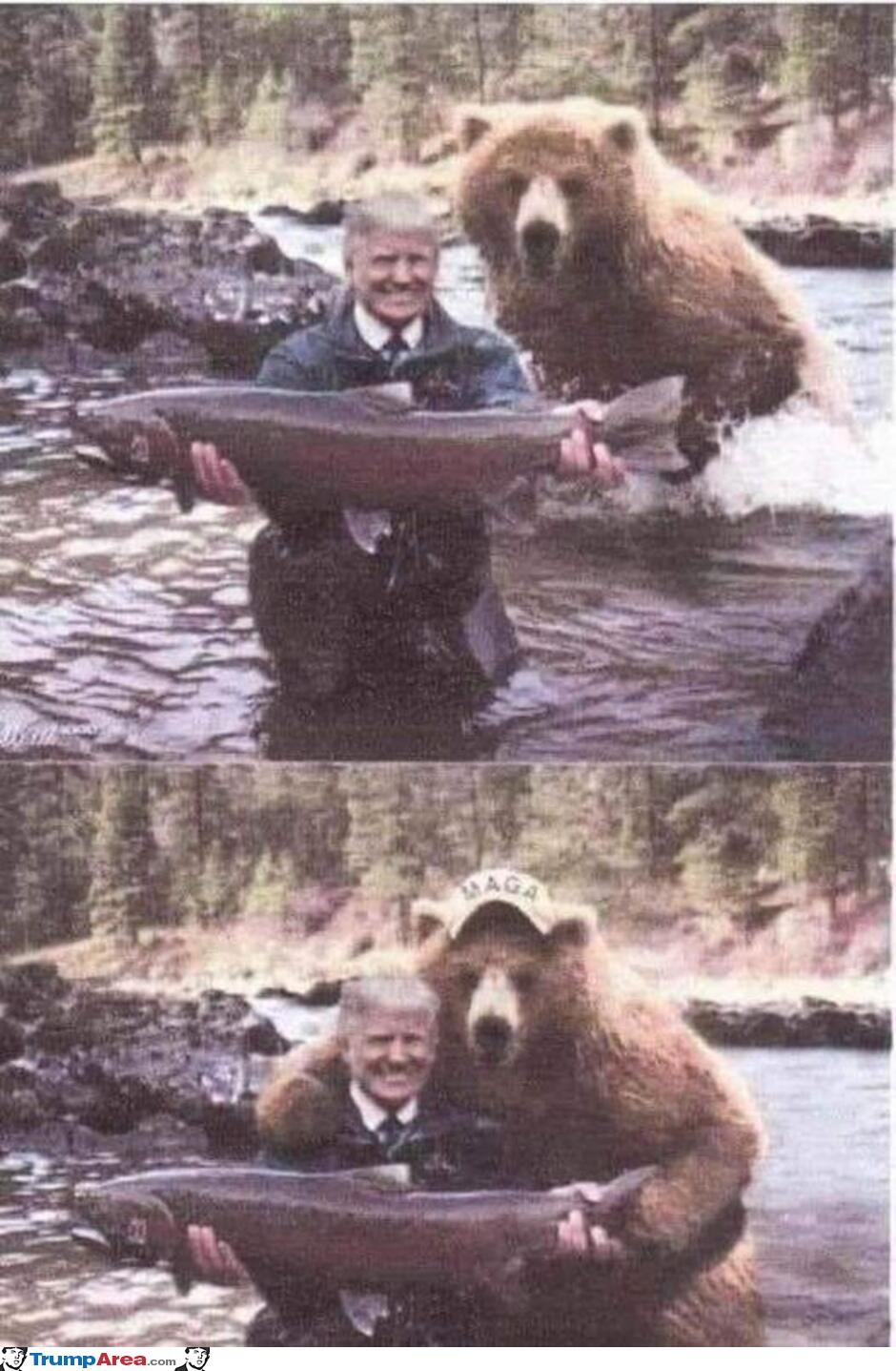 The Bear