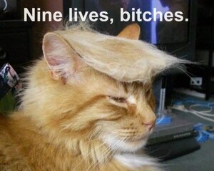 Nine Lives