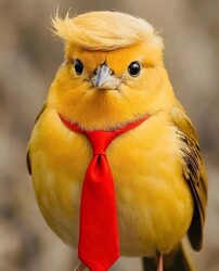 This Bird Is The Best