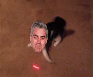 The Acosta cat