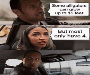 Alligators