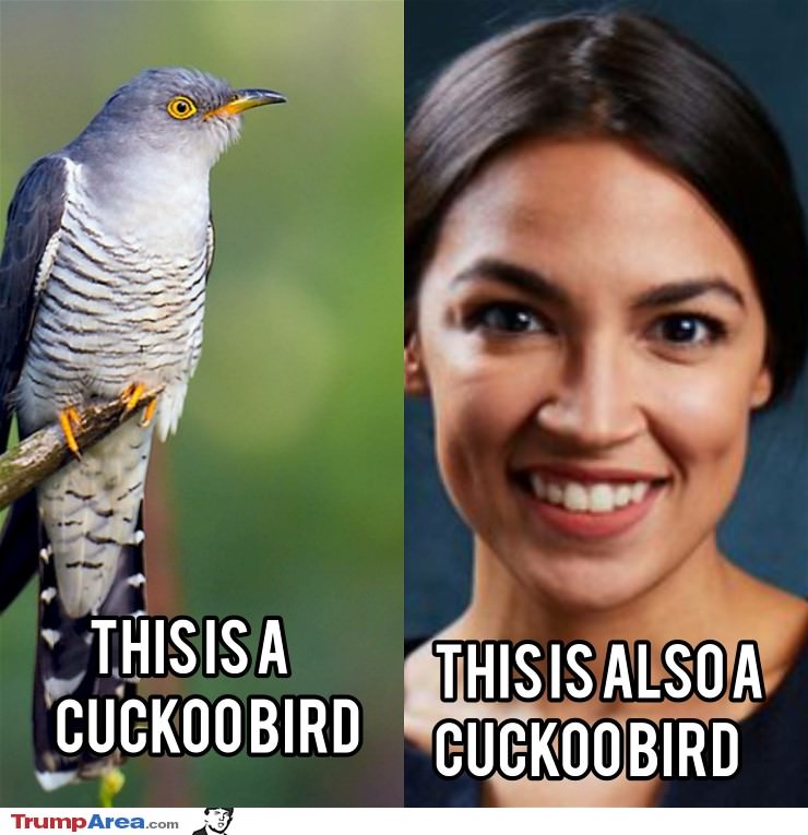 Cuckoobird