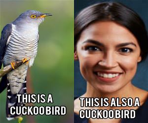 Cuckoobird