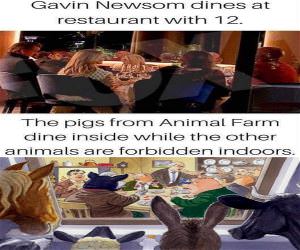 Gavin Newsom