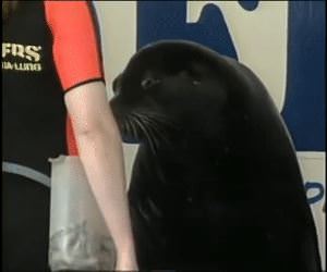 Getting A Kiss