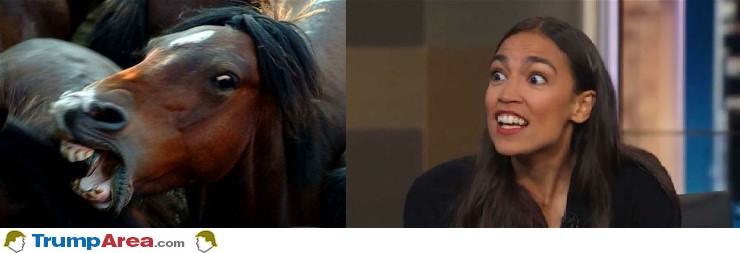 Horse Face