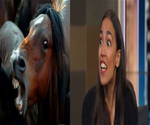 Horse Face