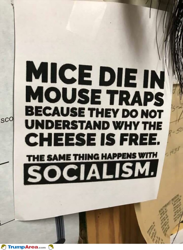 Mice In Mouse Traps
