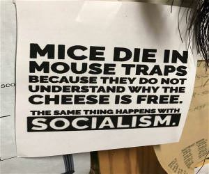 Mice In Mouse Traps