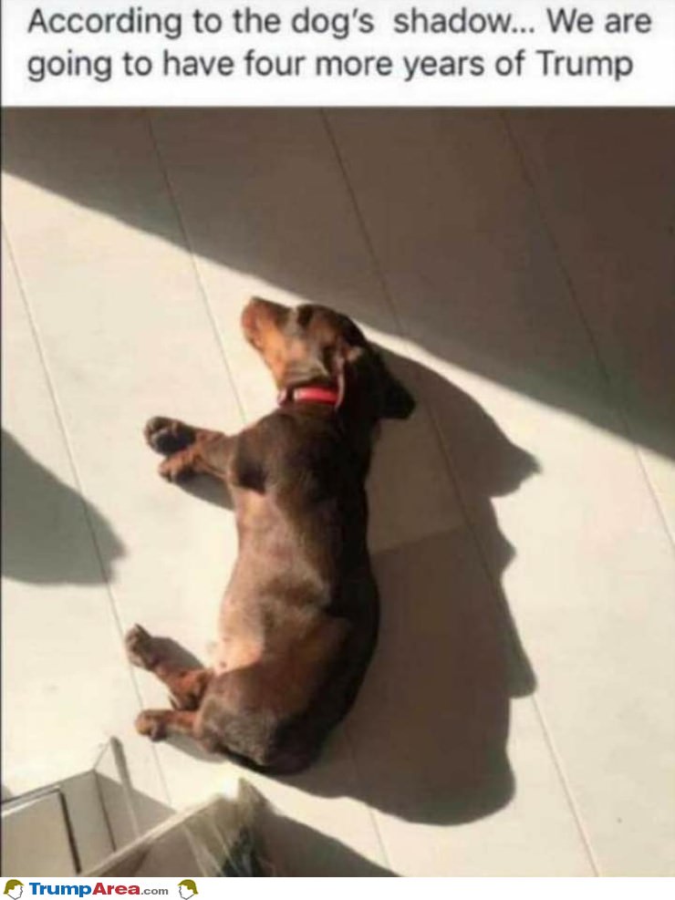 The Dogs Shadow